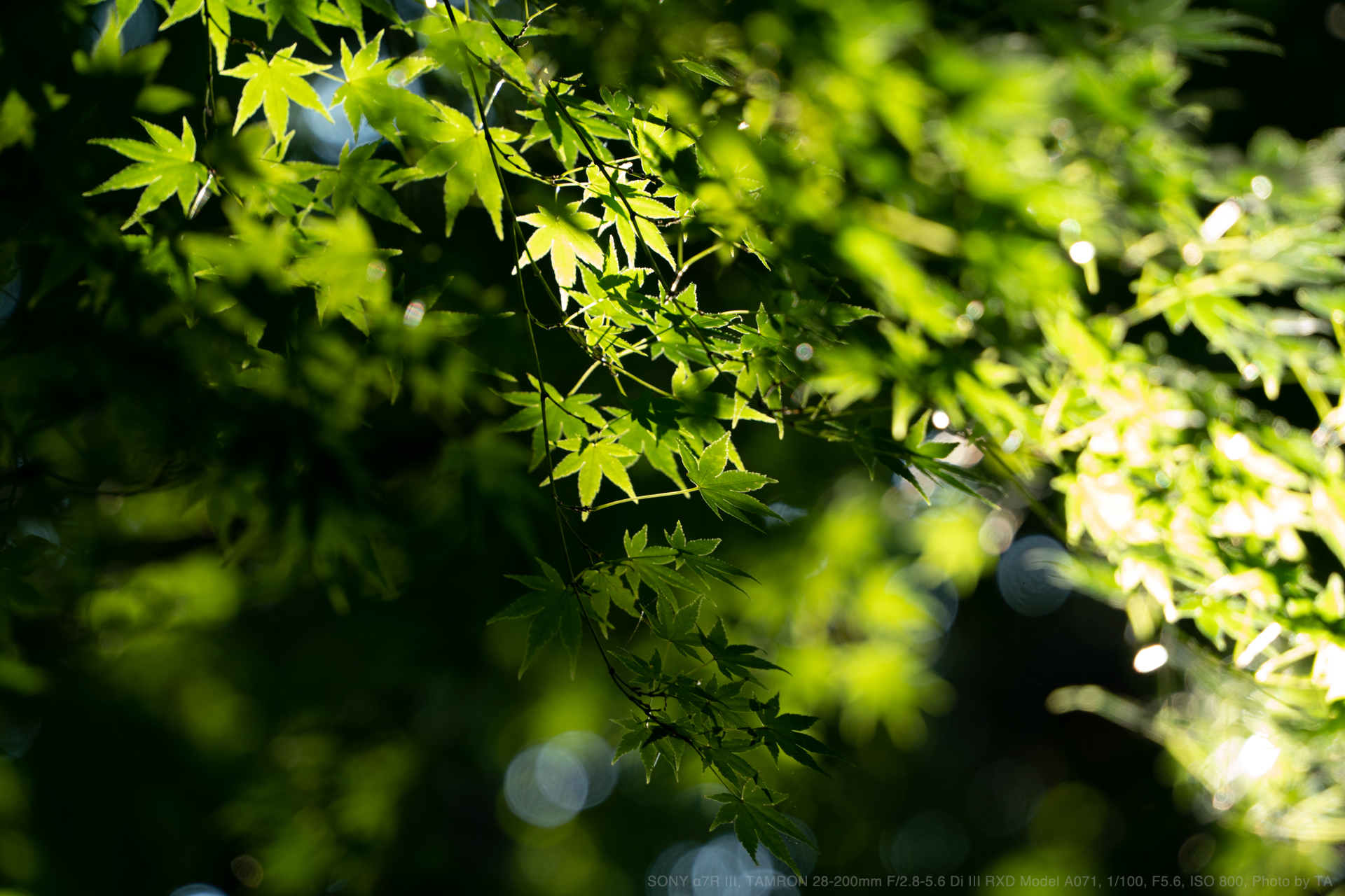 タムロン 28-200mm F2.8-5.6 Di III RXD Model…-