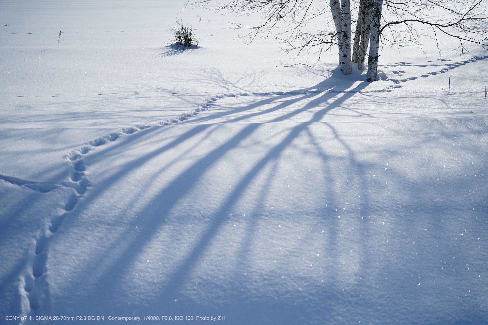 SONY α7 III, SIGMA 28-70mm F2.8 DG DN | Contemporary, Photo by Z II