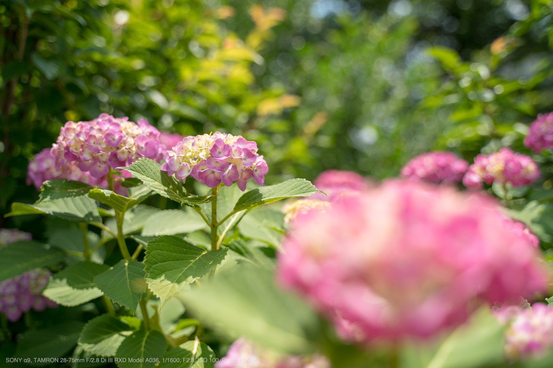 TAMRON（タムロン） 28-75mm F/2.8 Di III RXD Model A036 実写 ...