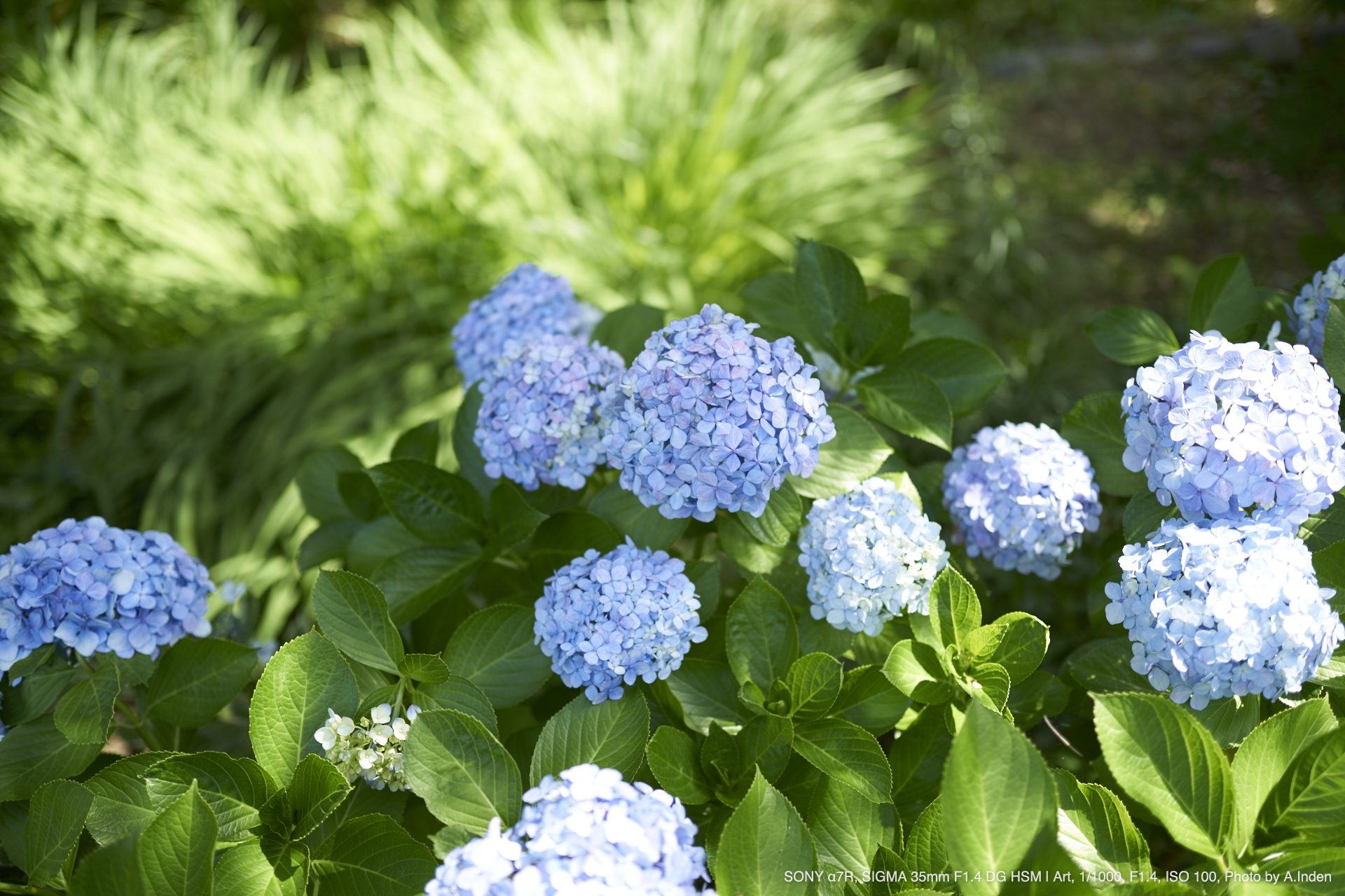 ソニーFE　SIGMA 35mm F1.4 DG HSM Art