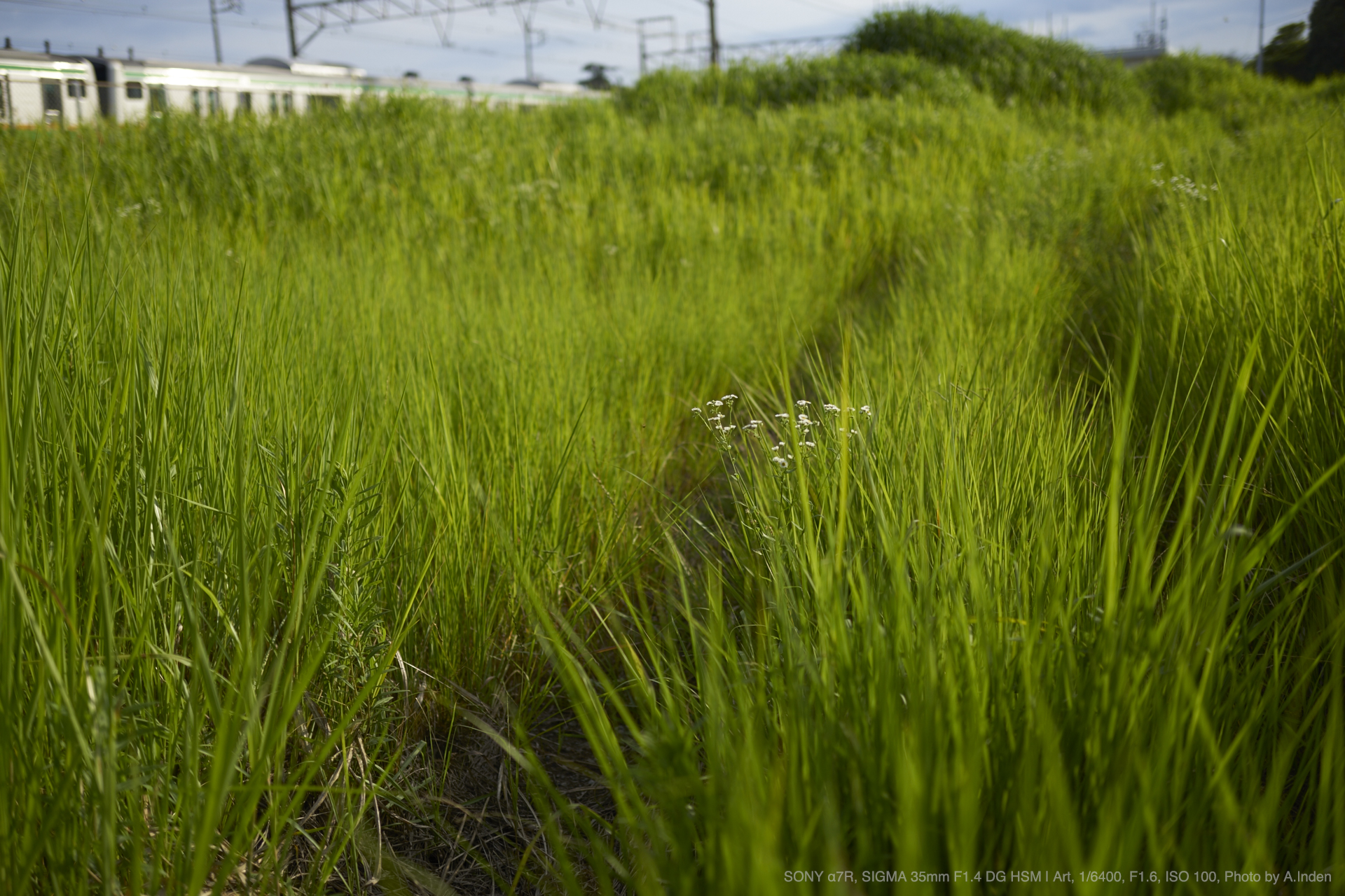 SIGMA（シグマ） 35mm F1.4 DG HSM | Art 実写レビュー | フォト