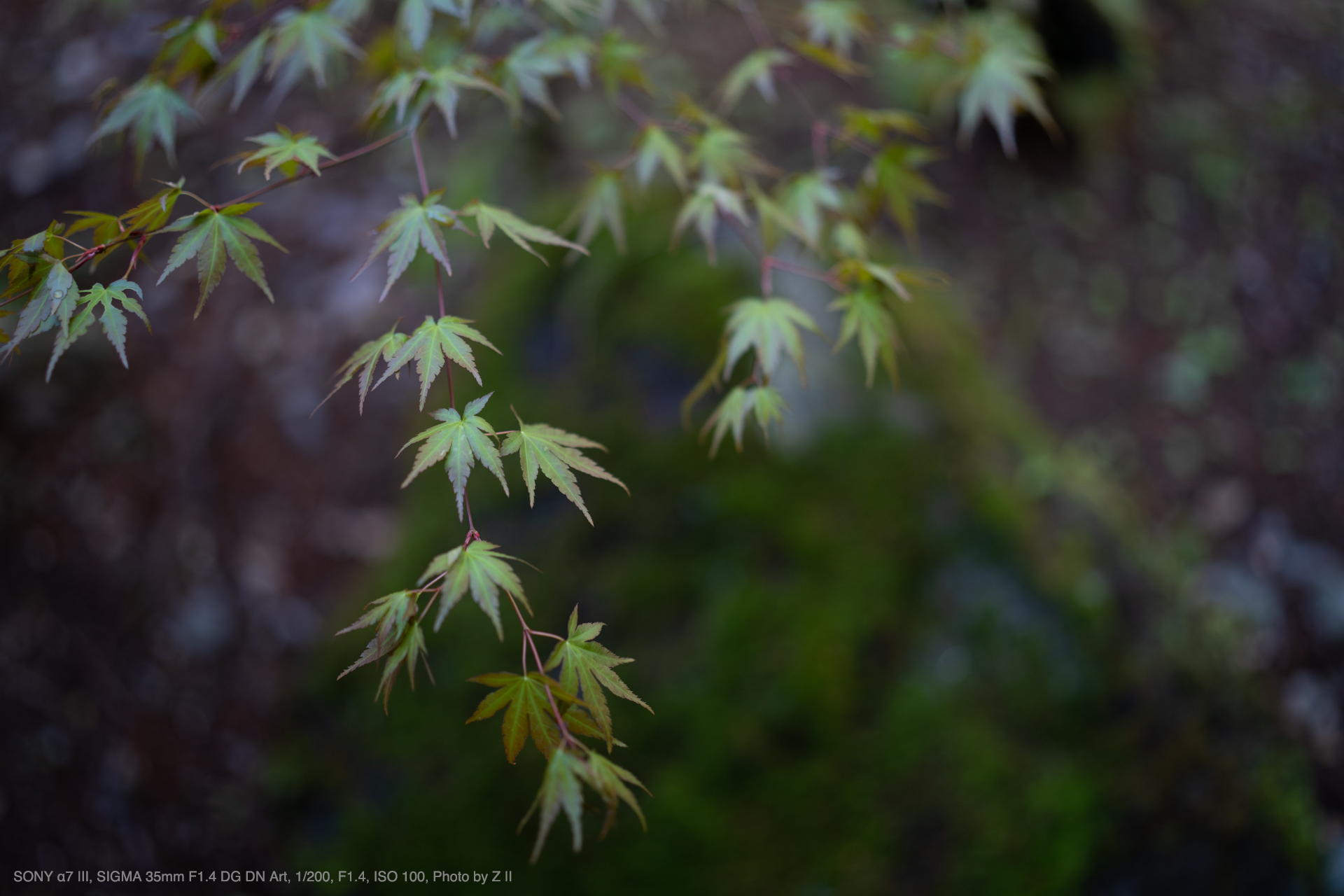 SIGMA（シグマ） 35mm F1.4 DG DN | Art 実写レビュー | フォト