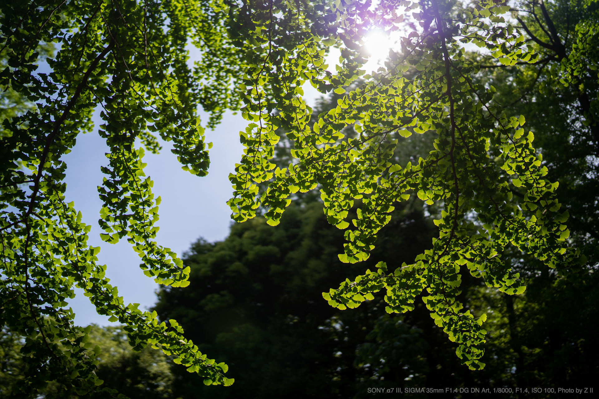 SONY α7 III, 35mm F1.4 DG DN | Art, Photo by Z II