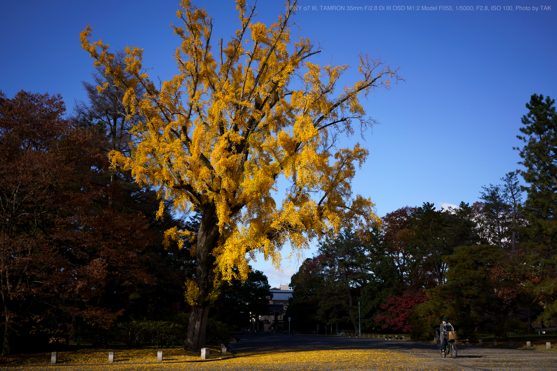 TAMRON（タムロン） 35mm F/2.8 Di III OSD M1:2 Model F053 実写