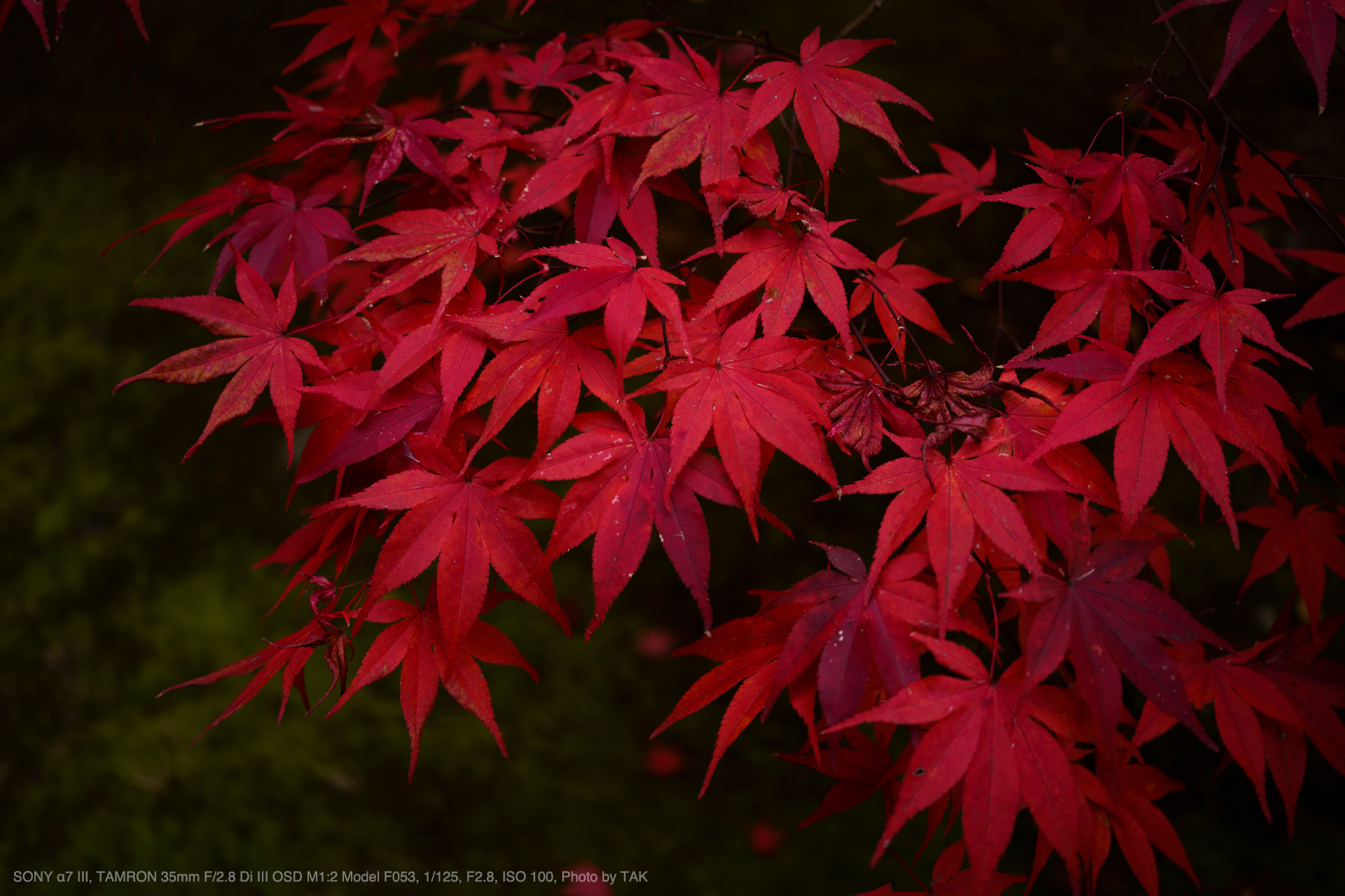 SONY α7 III, TAMRON 35mm F/2.8 Di III OSD M1:2 Model F053, Photo by TAK