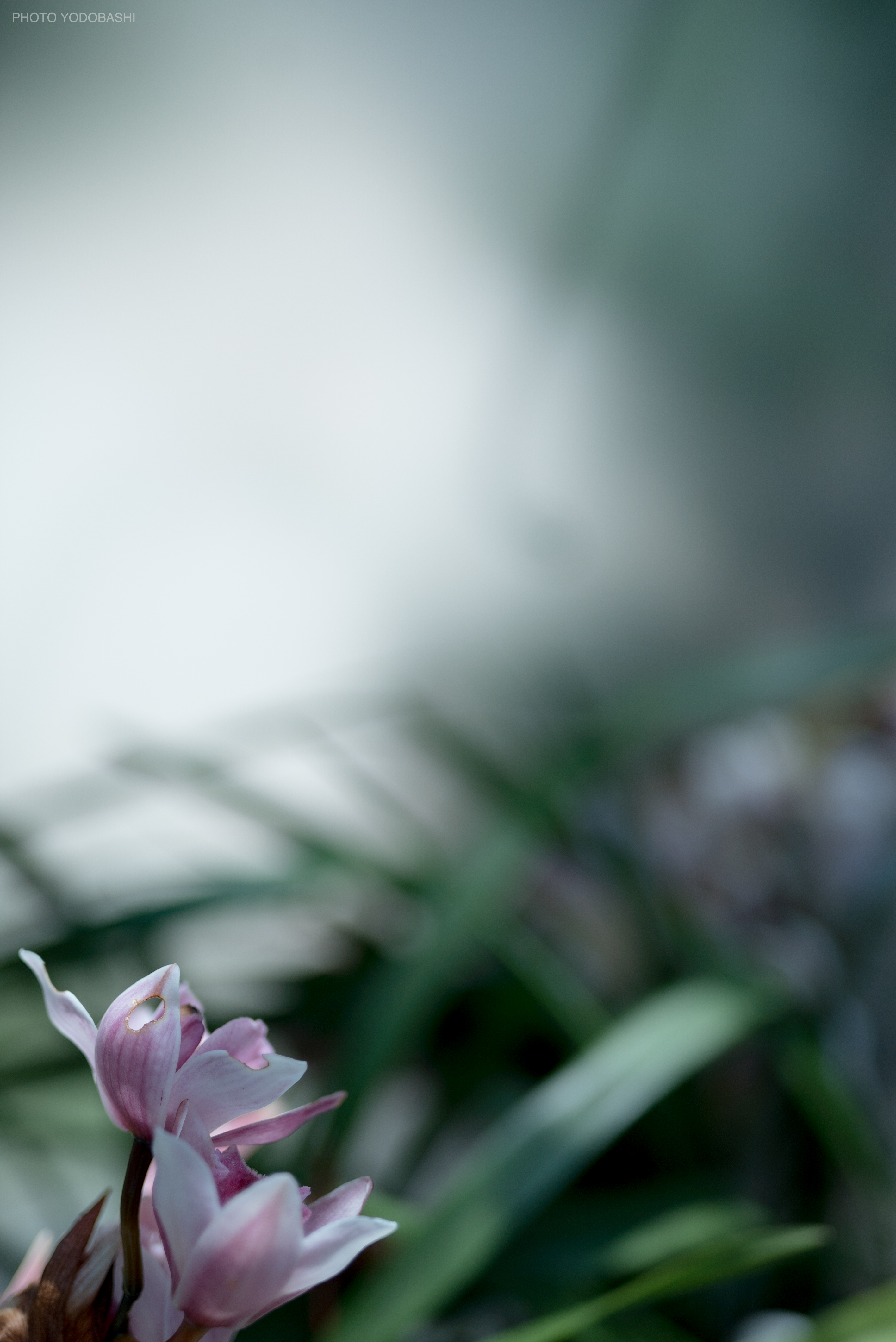 SIGMA（シグマ） 50mm F1.4 DG HSM | Art 実写レビュー | フォト