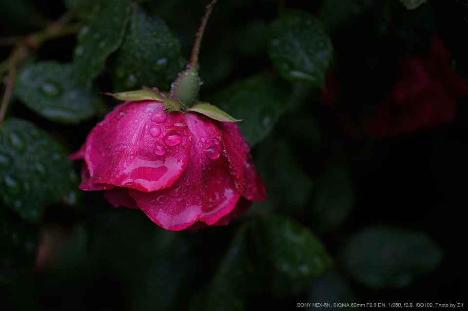 SIGMA（シグマ） 60mm F2.8 DN | Art 実写レビュー | フォトヨドバシ