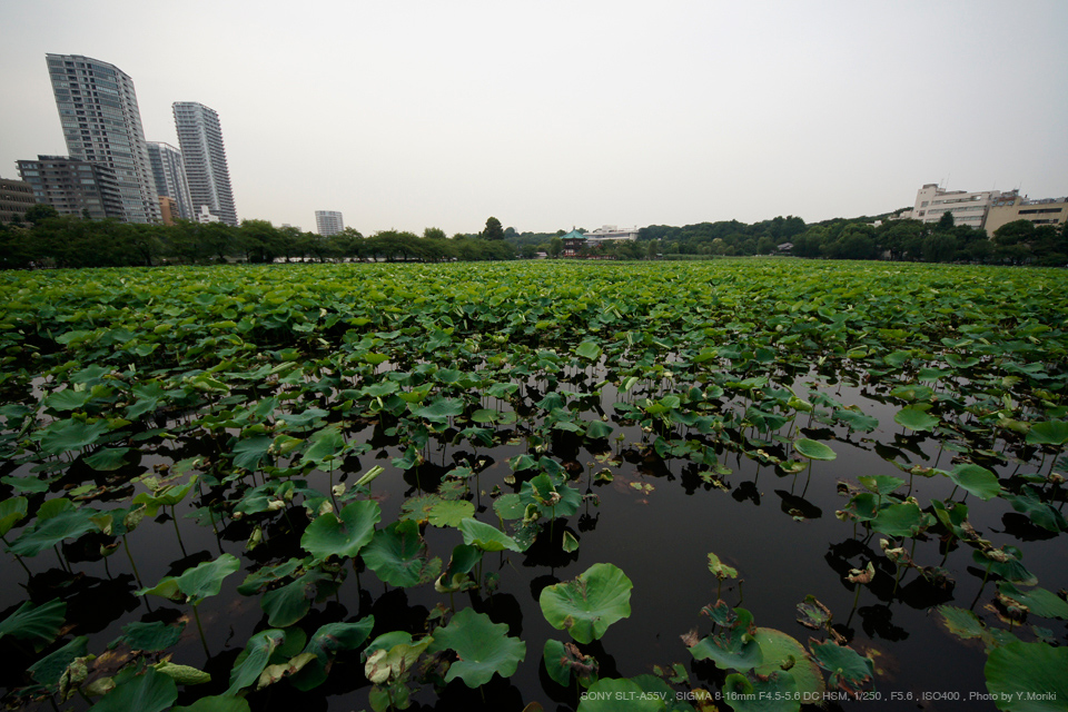 SIGMA 超広角 8-16mm F4.5-5.6 DC HSM ニコン用