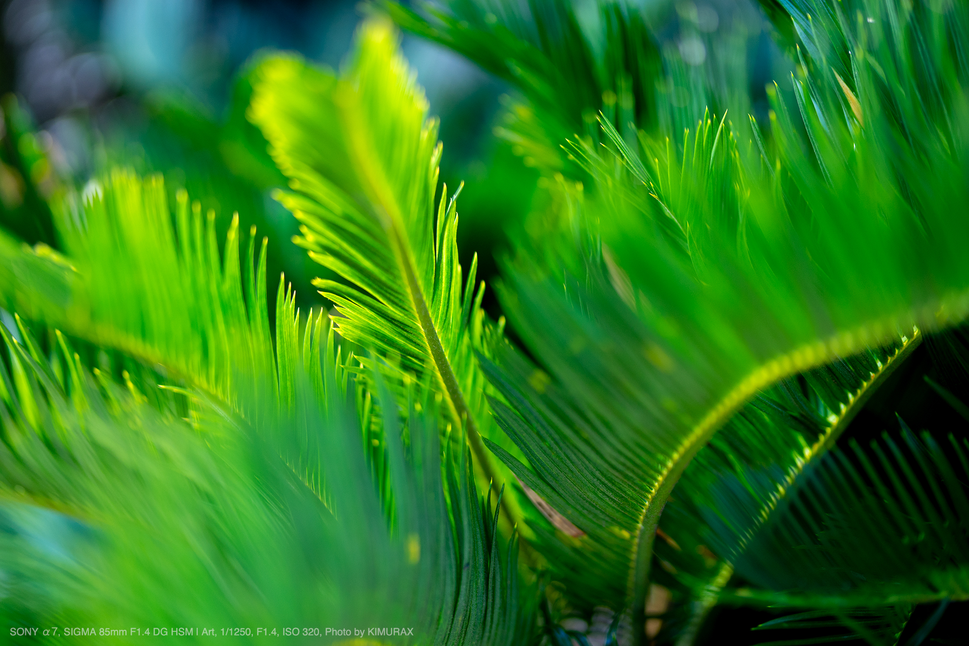 SONY α7, SIGMA 85mm F1.4 DG HSM | Art, Photo by KIMURAX