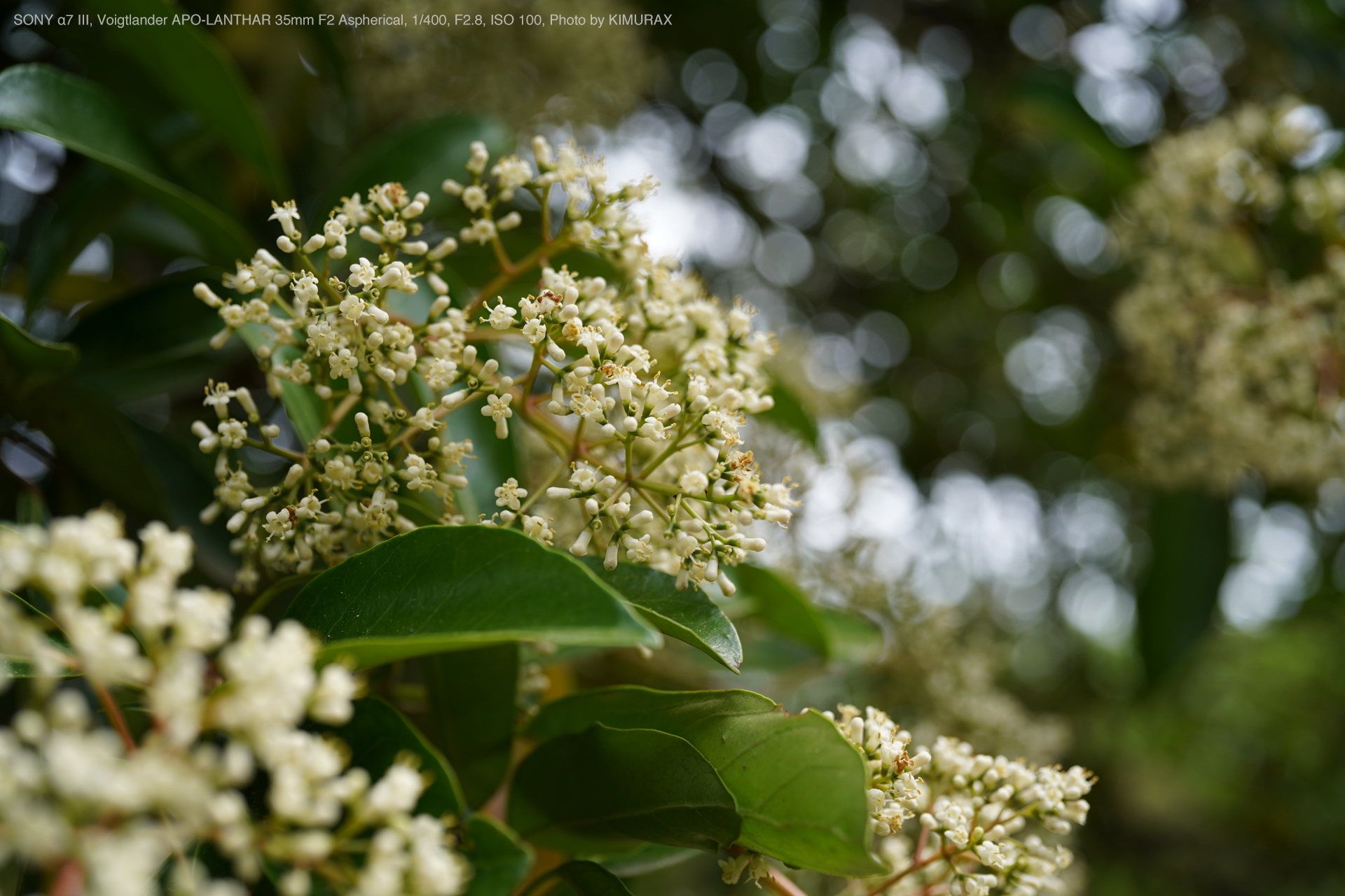 SONY α7 III, Voigtlander APO-LANTHAR 35mm F2 AsphericalPhoto by KIMURAX