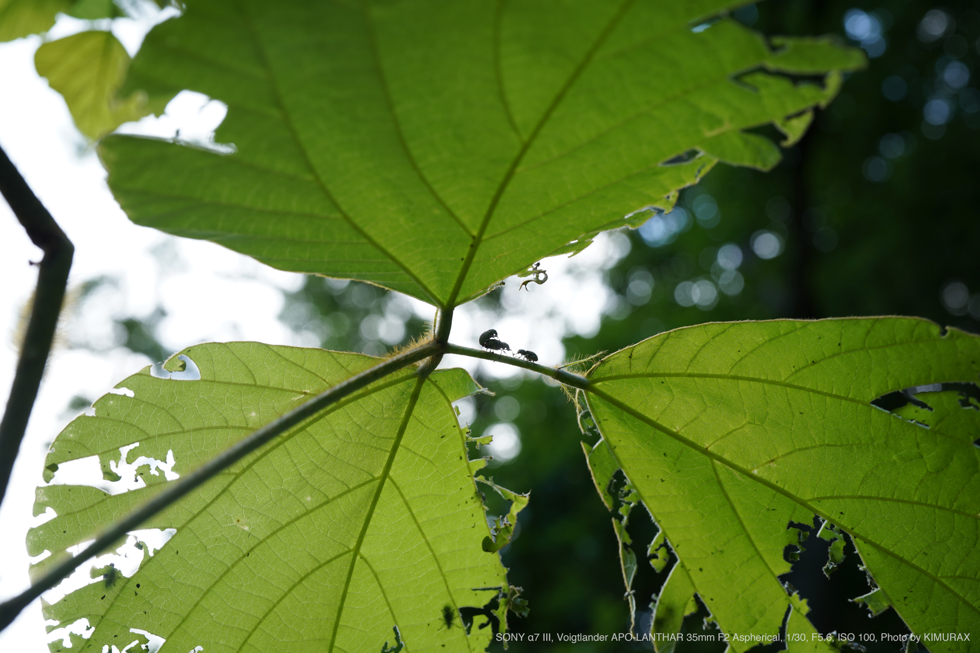 SONY α7 III, Voigtlander APO-LANTHAR 35mm F2 AsphericalPhoto by KIMURAX