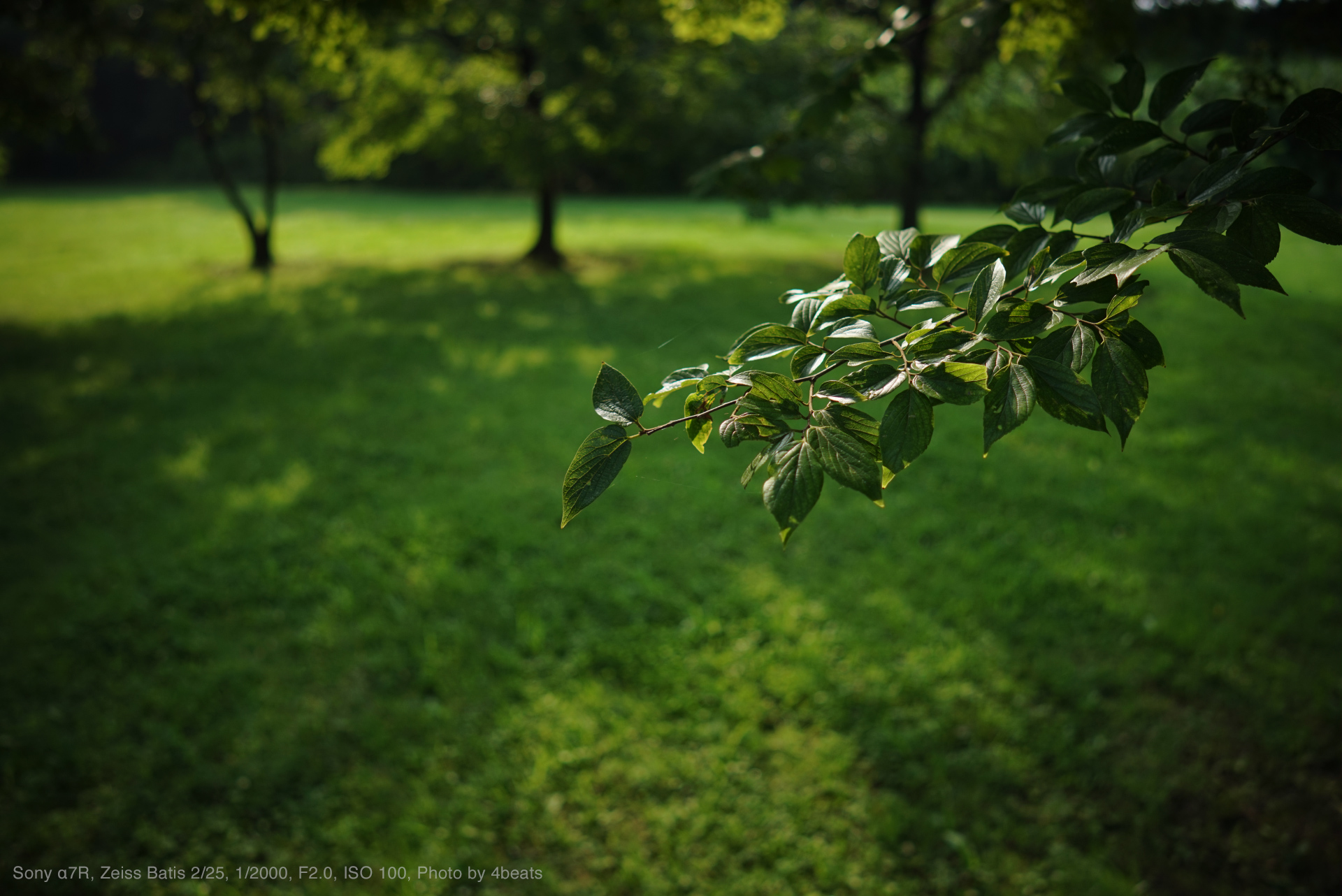 Carl Zeiss Batis 2/25 SHOOTING REPORT | PHOTO YODOBASHI