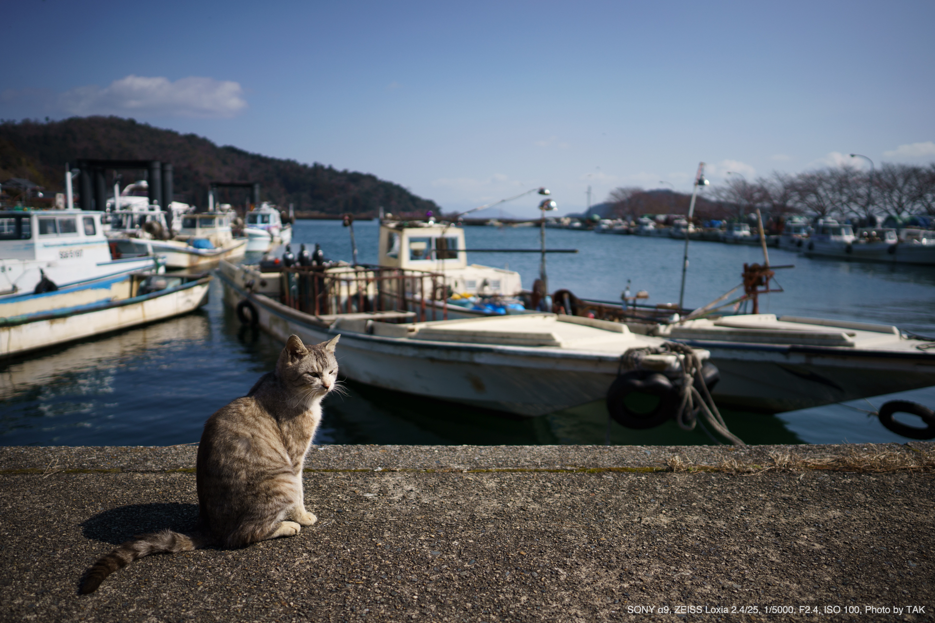 SONY α9, ZEISS Loxia 2.4/25, Photo by TAK