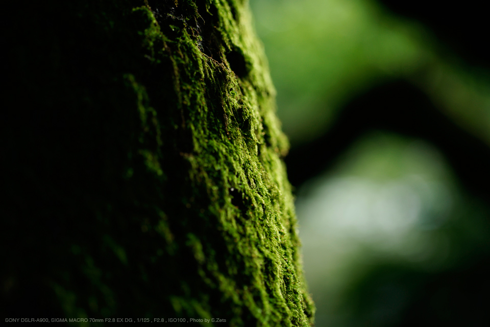 SIGMA（シグマ） MACRO 70mm F2.8 EX DG 実写レビュー | フォト