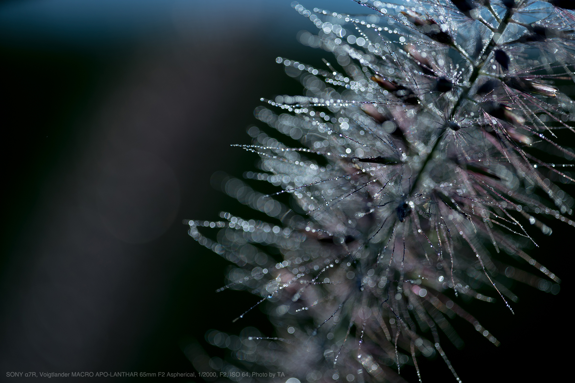 フォクトレンダー MACRO APO-LANTHAR 65mm F2 Eマウント