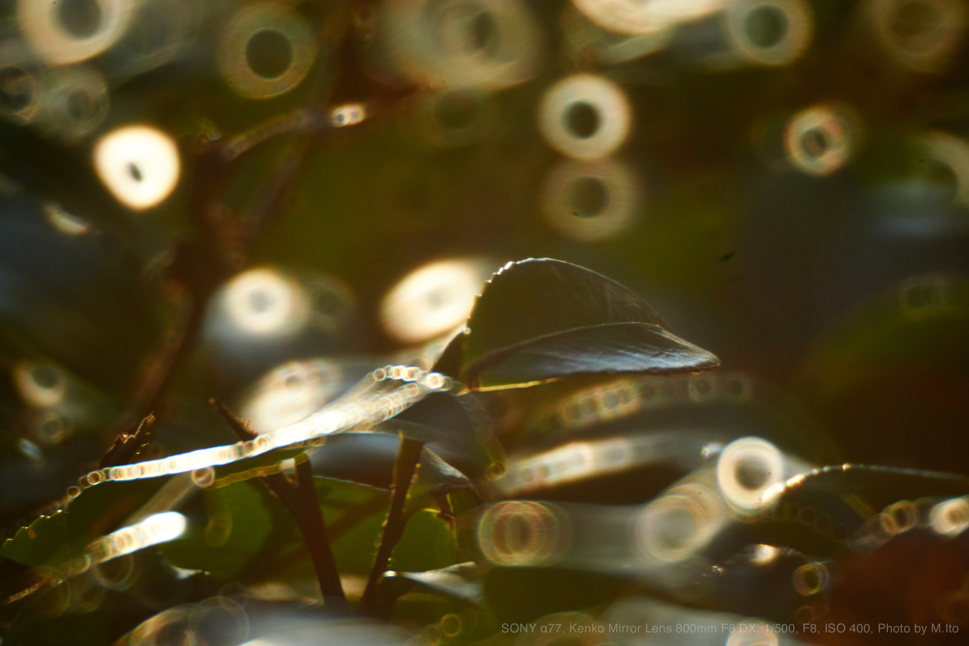 Kenko（ケンコー） Mirror Lens 800mm F8 DX 実写レビュー | フォト