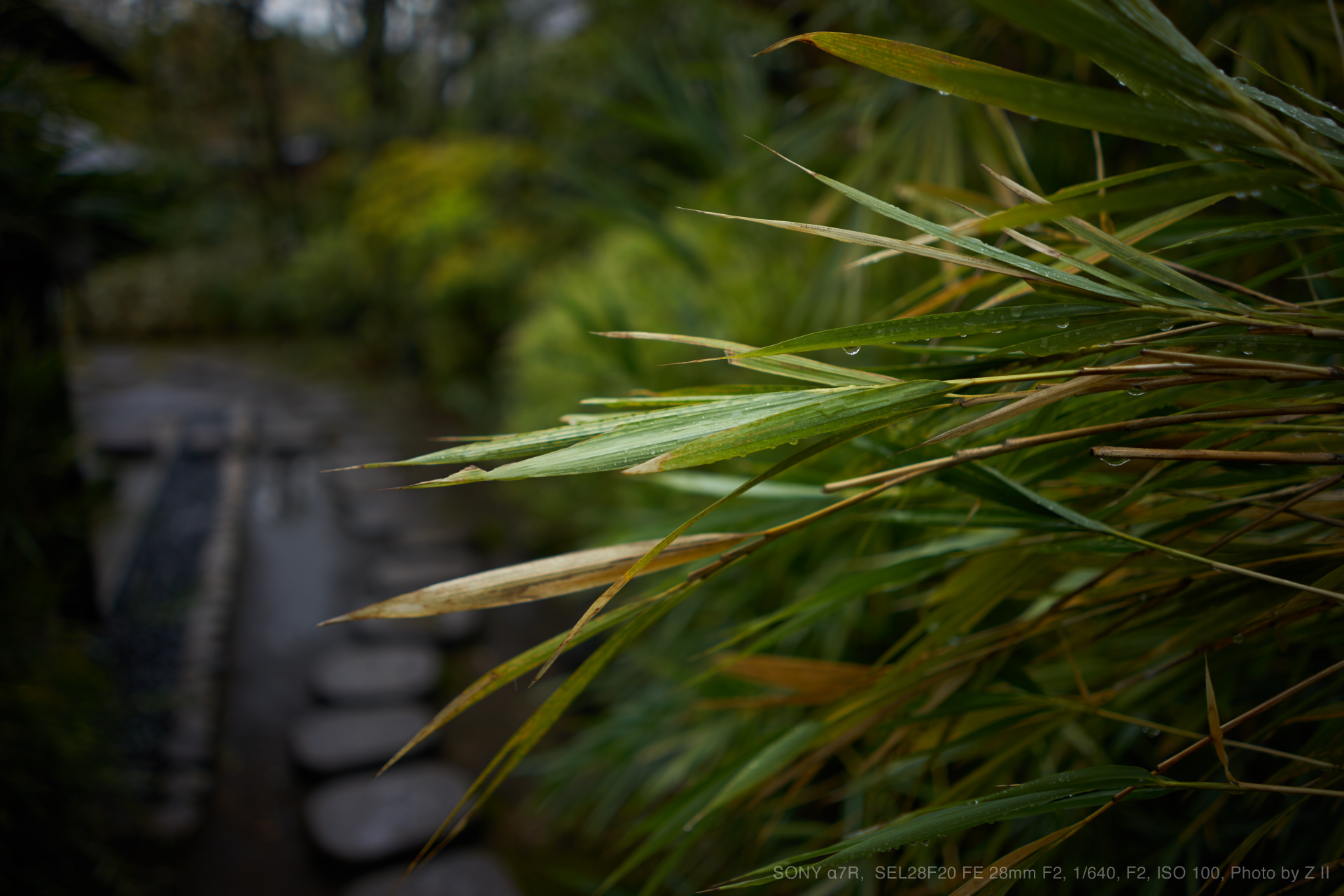 SONY α7R, SEL28F20 FE 28mm F2, 1/640, F2, ISO 100, Photo by Z II