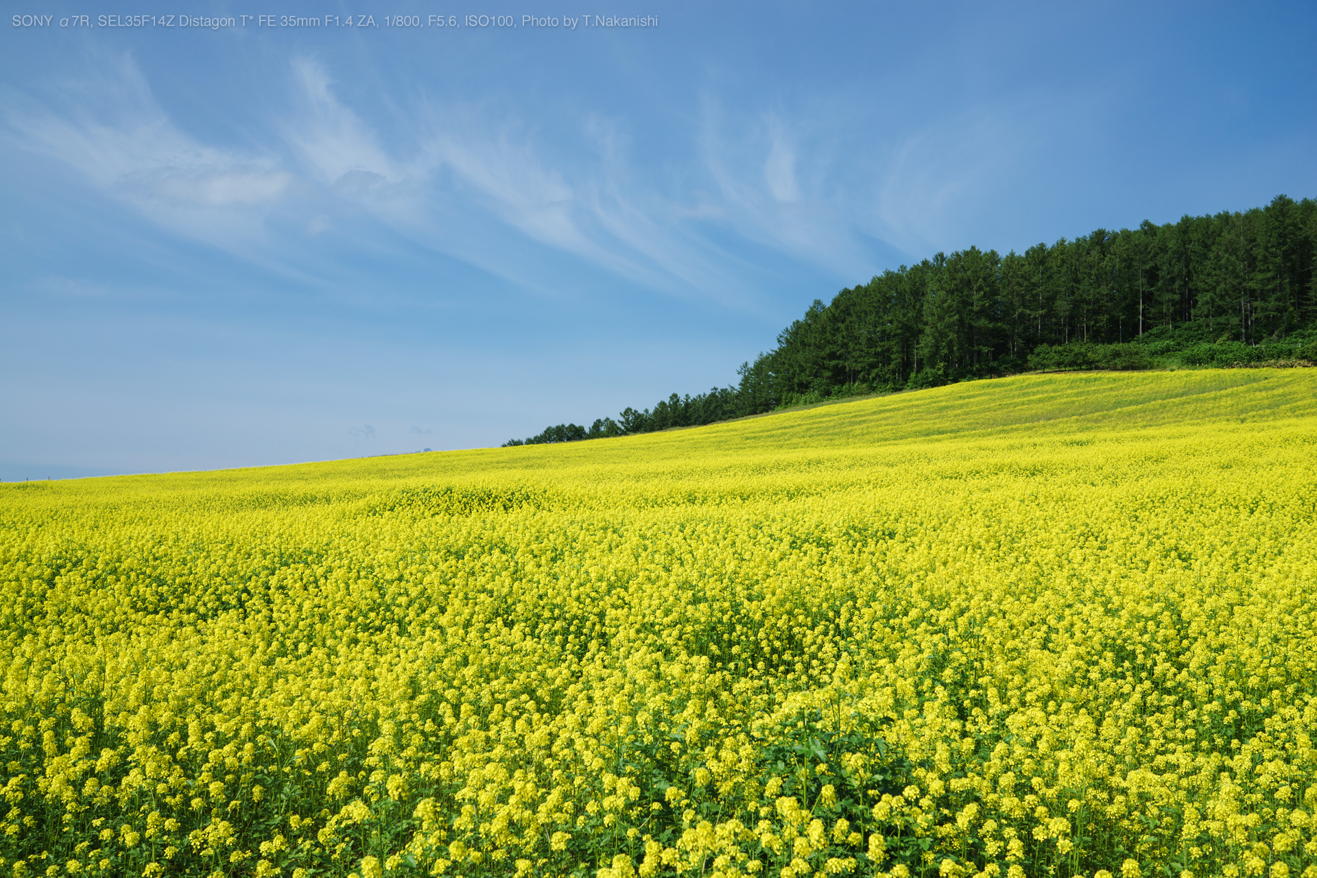 SONY（ソニー） SEL35F14Z Distagon T* FE 35mm F1.4 ZA 実写レビュー ...