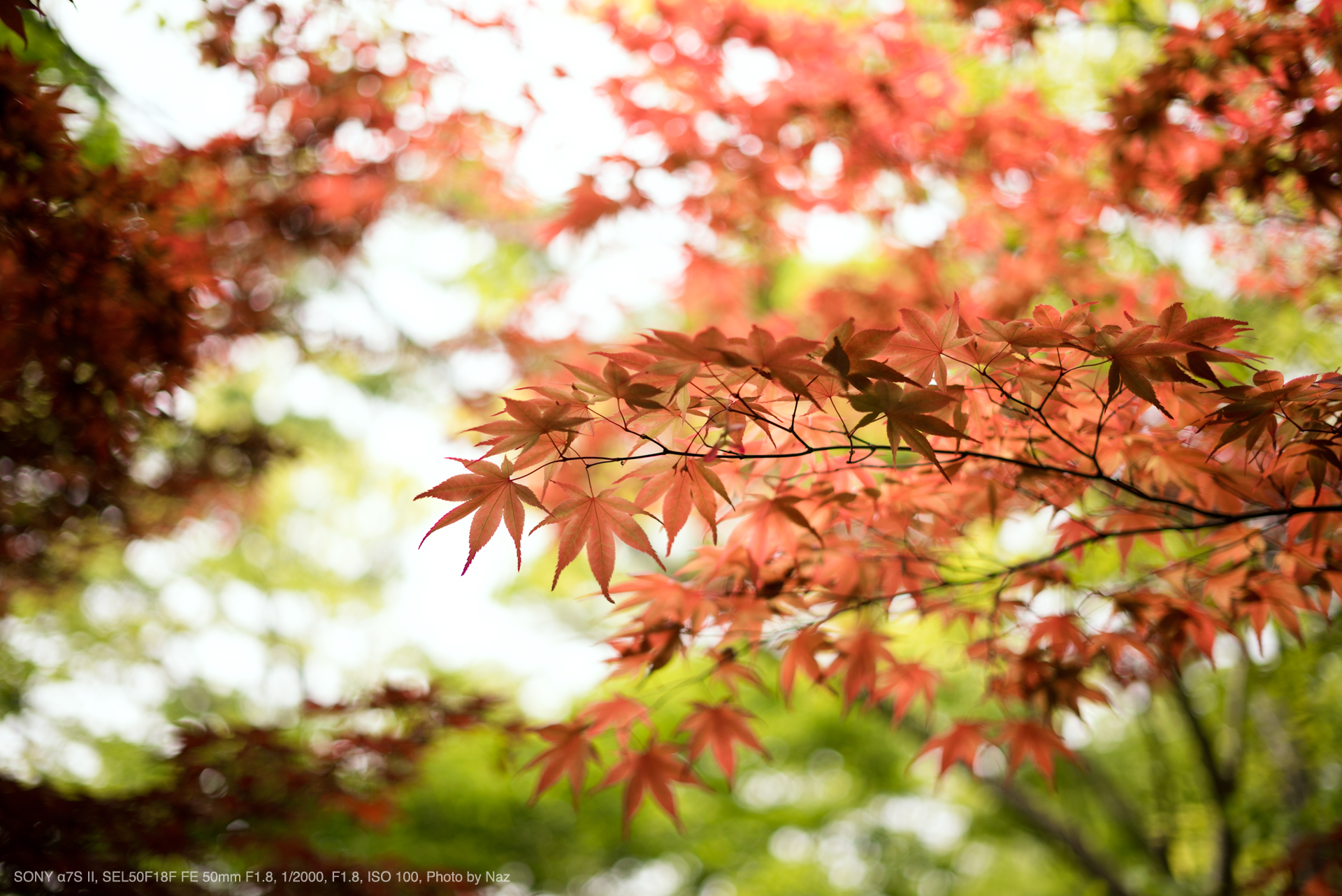 SONY（ソニー） SEL50F18F FE 50mm F1.8 実写レビュー | フォトヨドバシ