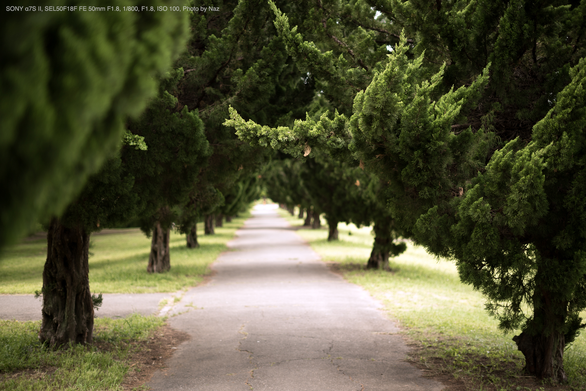 SONY α7S II, SEL50F18F FE 50mm F1.8, 1/800, F1.8, ISO 100, Photo by Naz