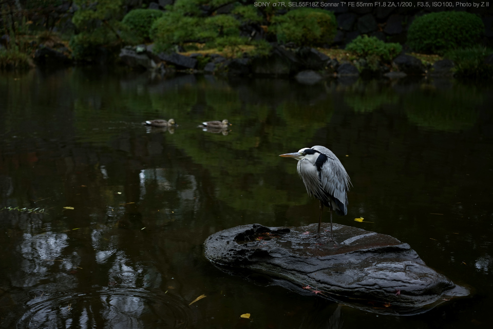 SONY（ソニー） SEL55F18Z Sonnar T* FE 55mm F1.8 ZA 実写レビュー