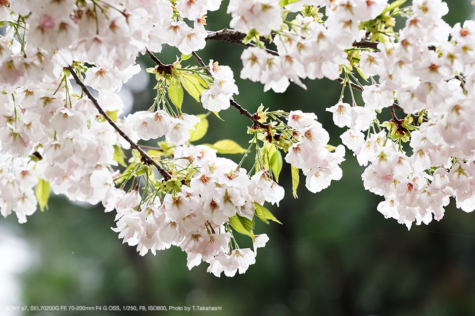 SONY（ソニー） SEL70200G FE 70-200mm F4 G OSS 実写レビュー