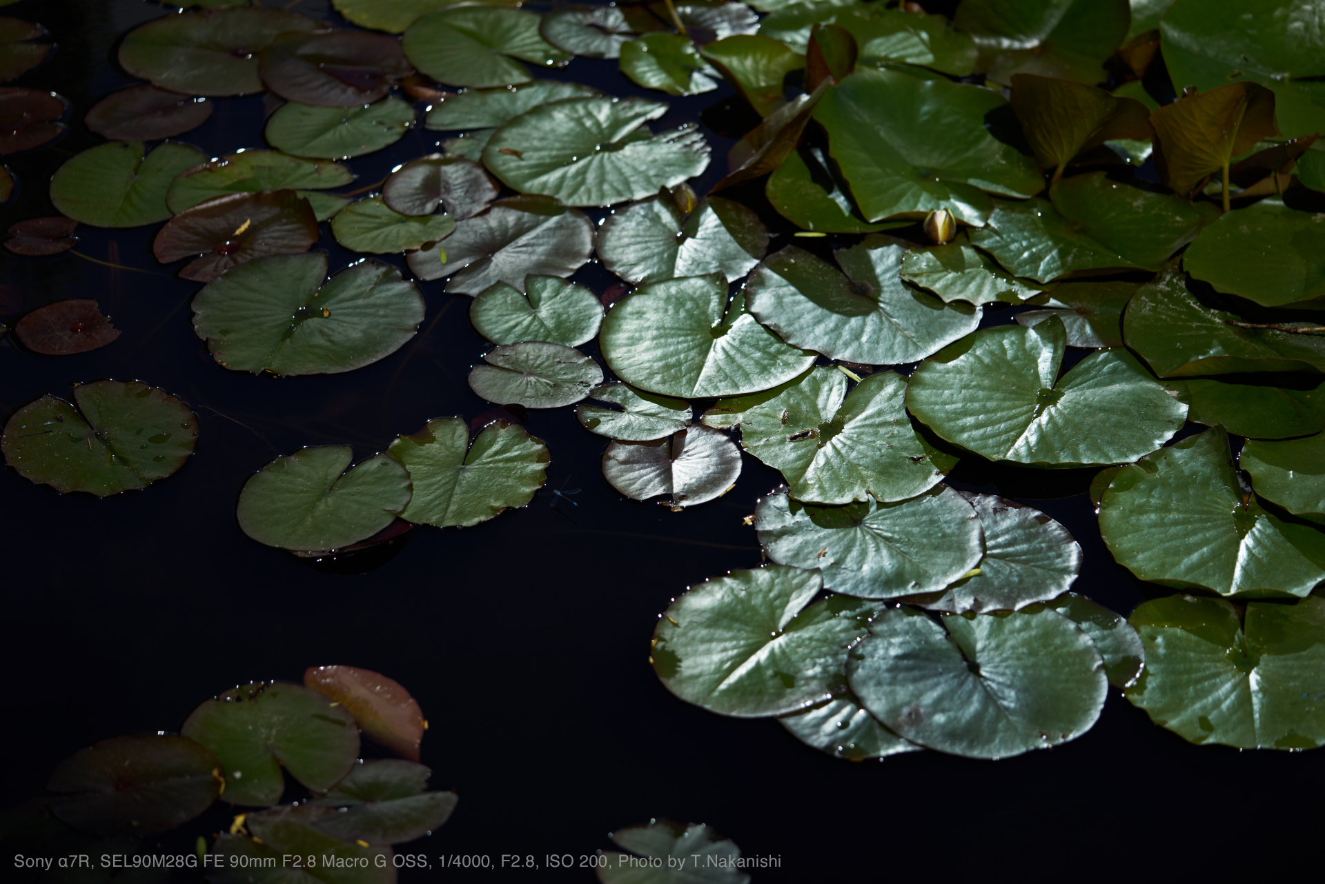 Sony α7R, SEL90M28G FE 90mm F2.8 Macro G OSS, 1/4000, F2.8, ISO 200, Photo by T.Nakanishi