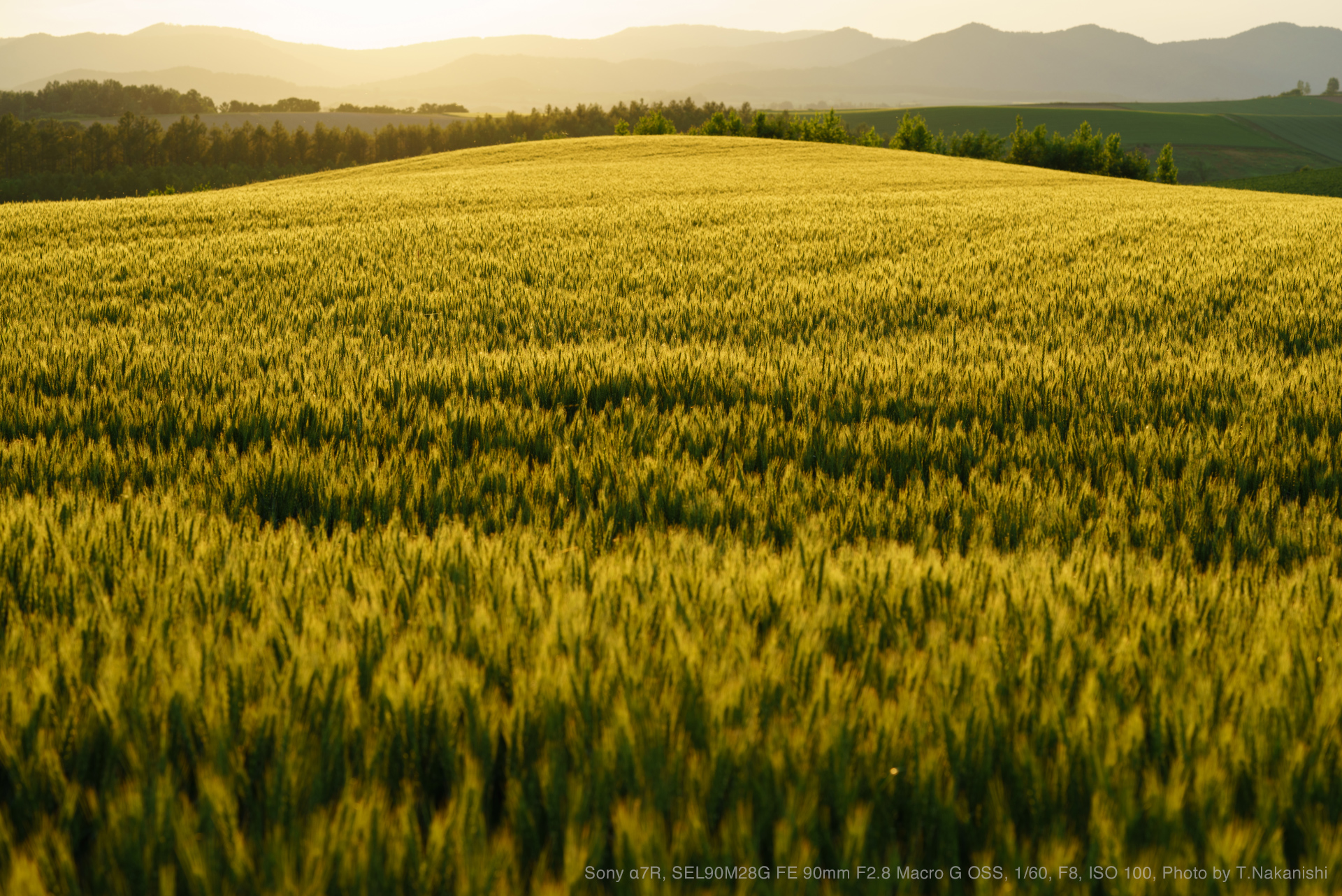 Sony α7R, SEL90M28G FE 90mm F2.8 Macro G OSS, 1/60, F8, ISO 100, Photo by T.Nakanishi