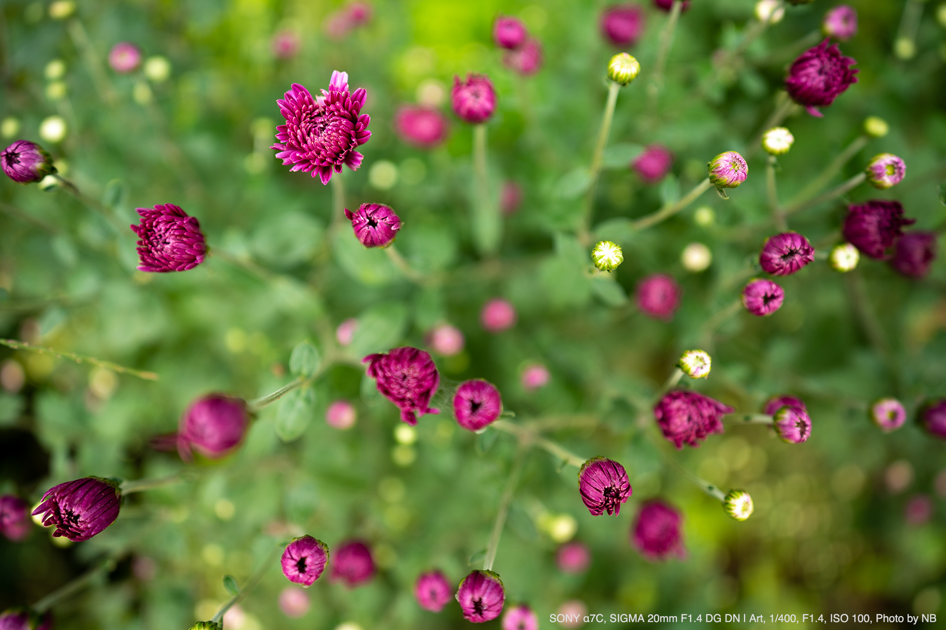 SIGMA（シグマ） 20mm F1.4 DG DN | Art 実写レビュー | フォトヨドバシ