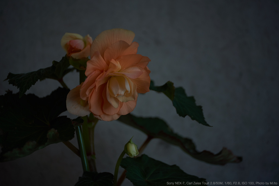 SONY NEX-7, Carl Zeiss Touit 2.8/50M, 1/60, F2.8, ISO 100, Photo by M.Ito