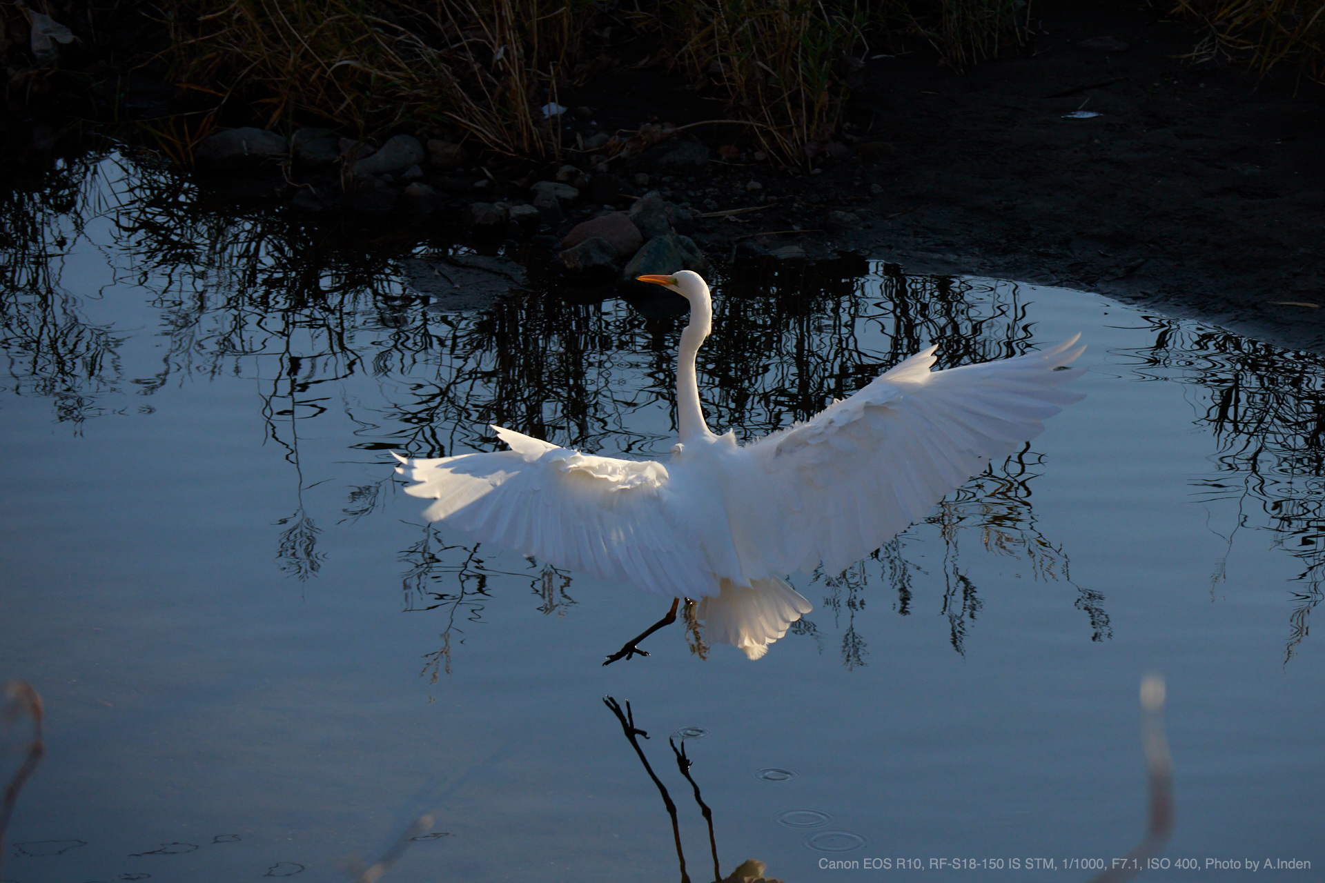 EOS R10, RF-S18-150mm F3.5-6.3 IS STM, Photo by A.Inden