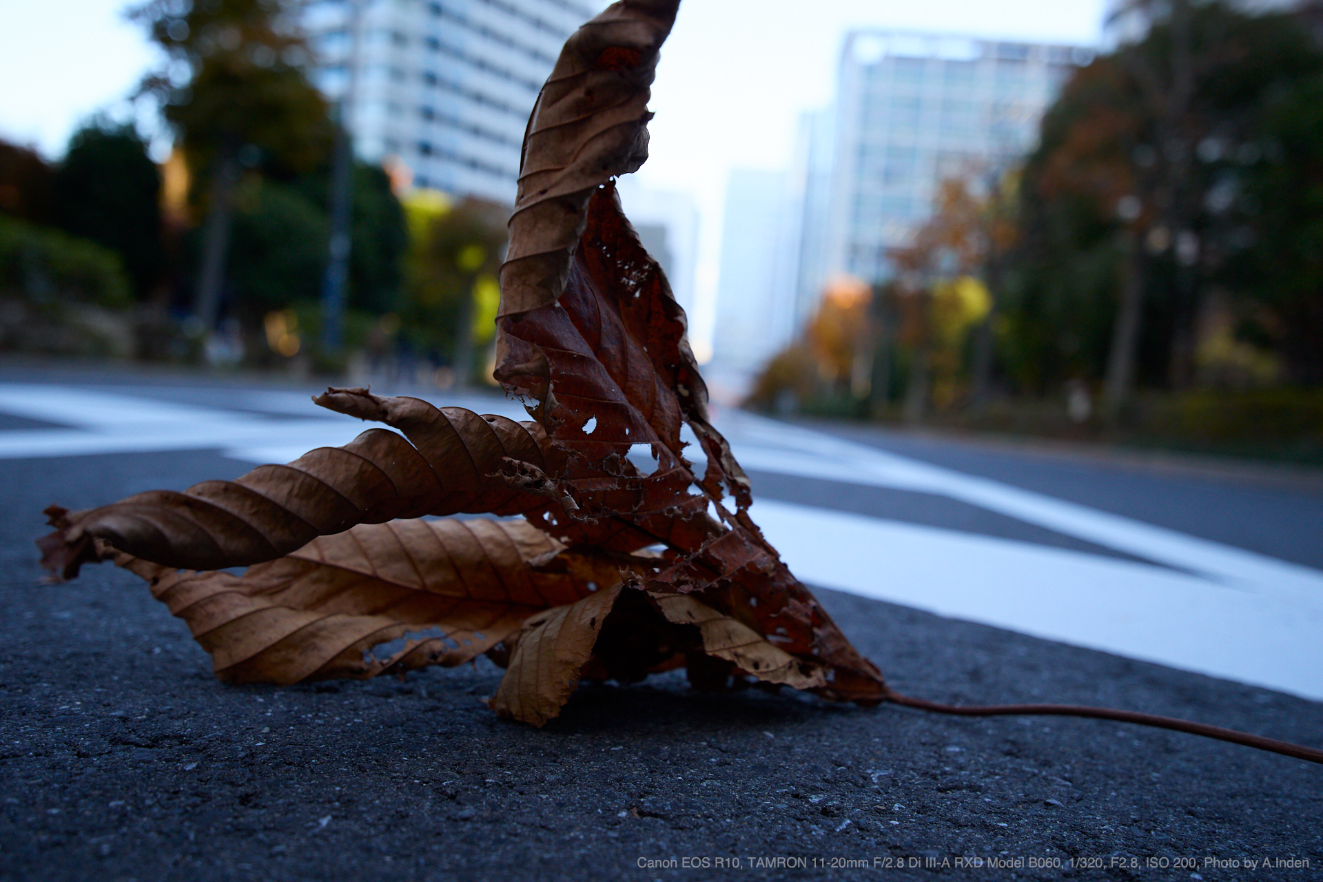 Canon EOS R10, TAMRON 11-20mm F/2.8 Di III-A RXD Model B060, Photo by A.Inden