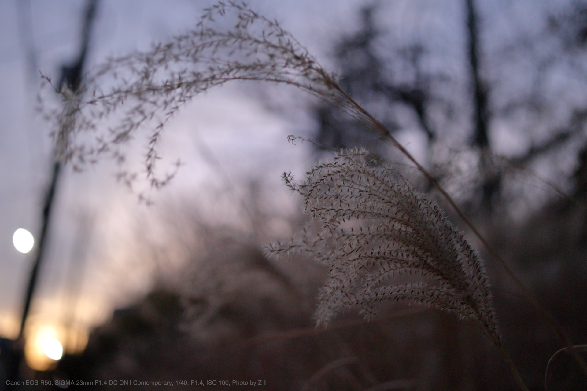 Canon EOS R50, SIGMA 23mm F1.4 DC DN | Contemporary, Photo by Z II