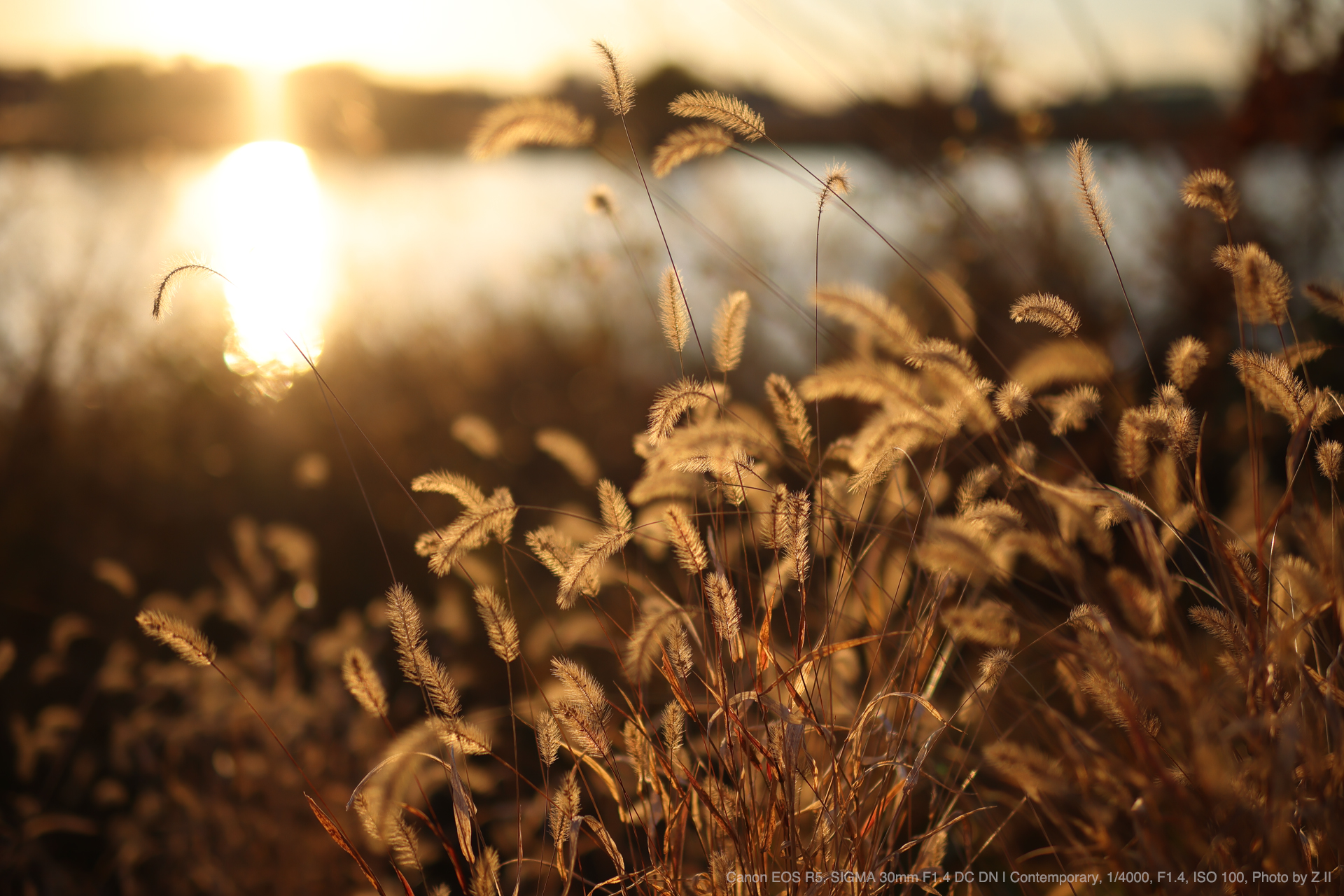 Canon EOS R5, SIGMA 30mm F1.4 DC DN | Contemporary, Photo by Z II