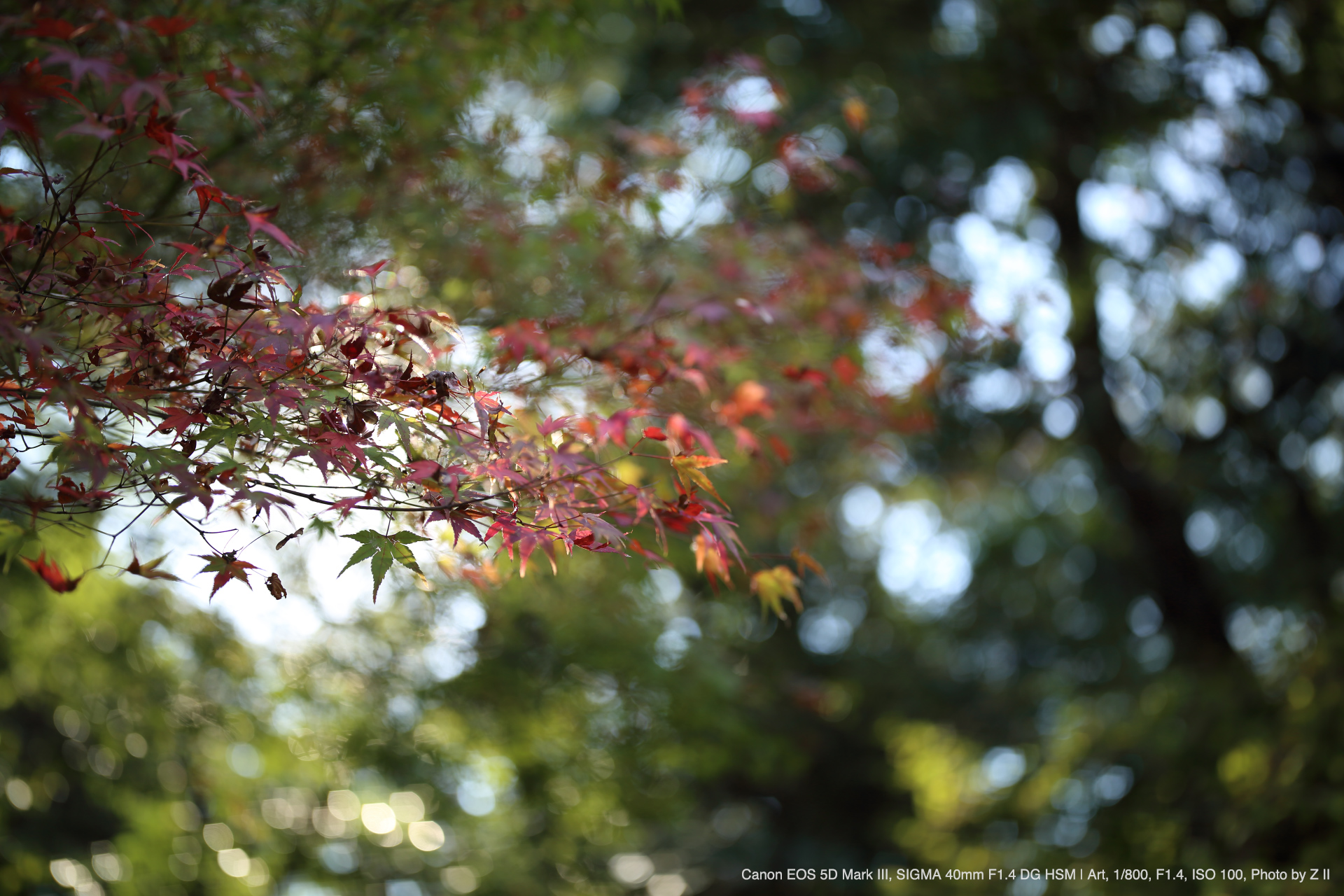 SIGMA 40mm F1.4 DG HSM | Art, Photo by Z II