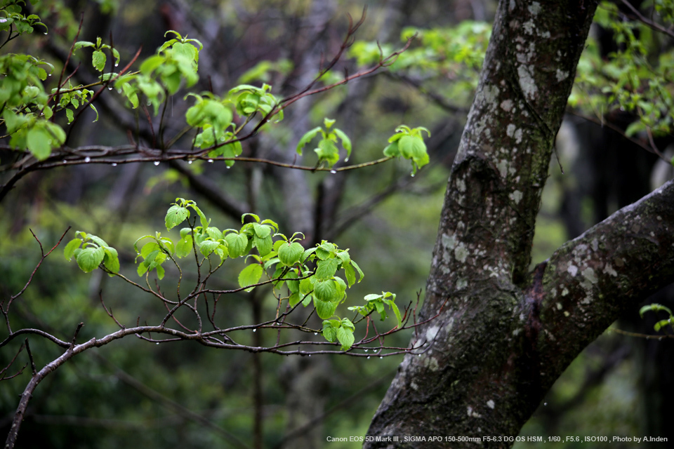 安い本物L23 シグマ 150-500mm F5-6.3 APO / 4680-27 レンズ(ズーム)