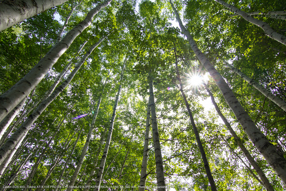 Tokina（トキナー） AT-X 116 PRO DX II 11-16mm F2.8 (IF) ASPHERICAL ...