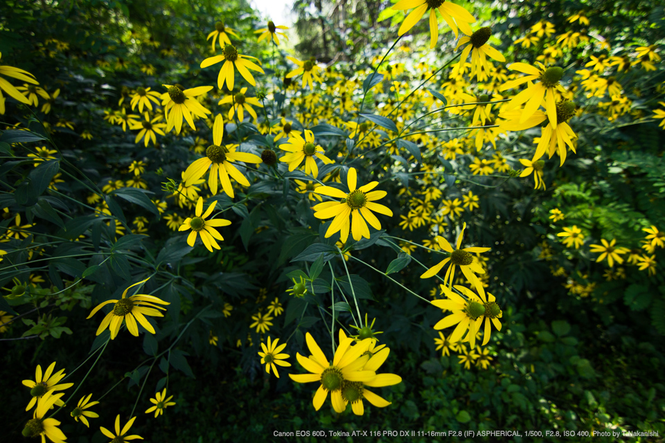 Canon EOS 60D, Tokina AT-X 116 PRO DX II 11-16mm F2.8 (IF) ASPHERICAL, 1/500, F2.8, ISO 400, Photo by T.Nakanishi