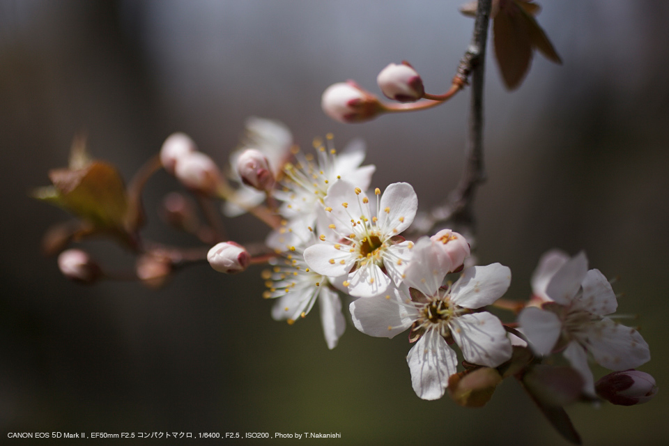 倉庫直送キヤノン　EF　50mm　F2.5　コンパクトマクロレンズ　ご成約済み レンズ(単焦点)