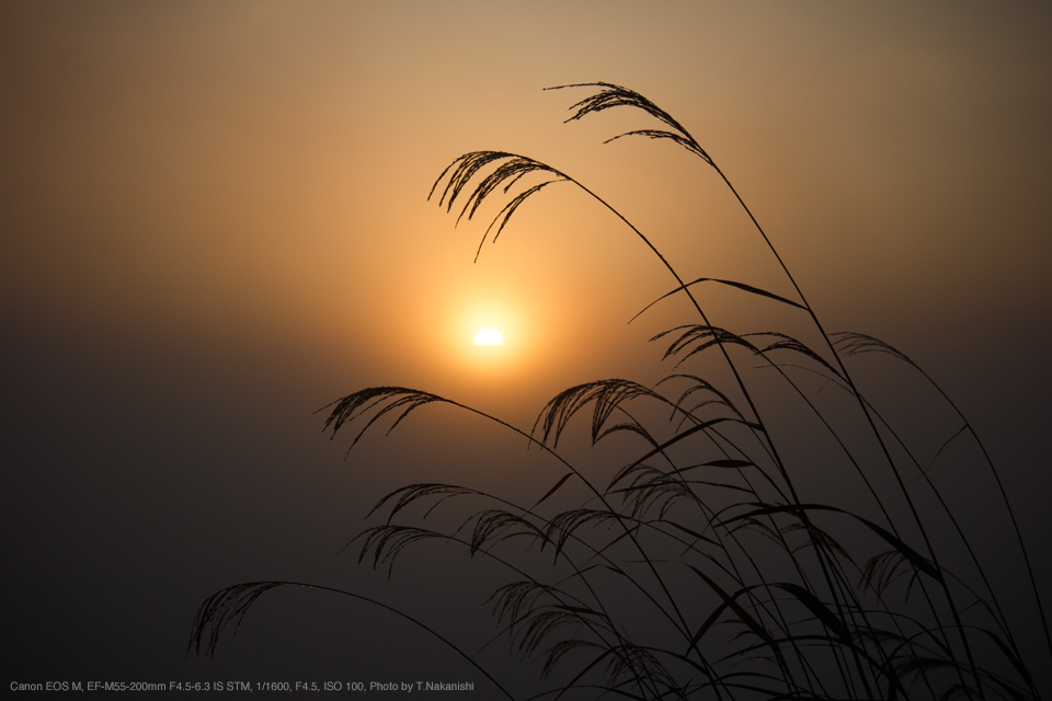 Canon EOS M, EF-M55-200mm F4.5-6.3 IS STM, 1/1600, F4.5, ISO 100, Photo by T.Nakanishi