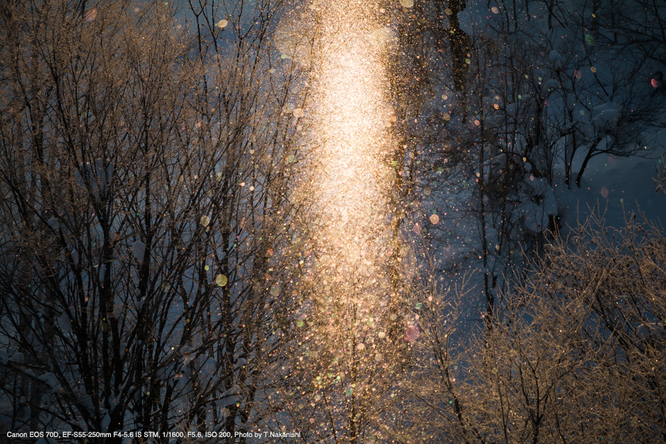 Canon（キヤノン） EF-S55-250mm F4-5.6 IS II 実写レビュー | フォト ...