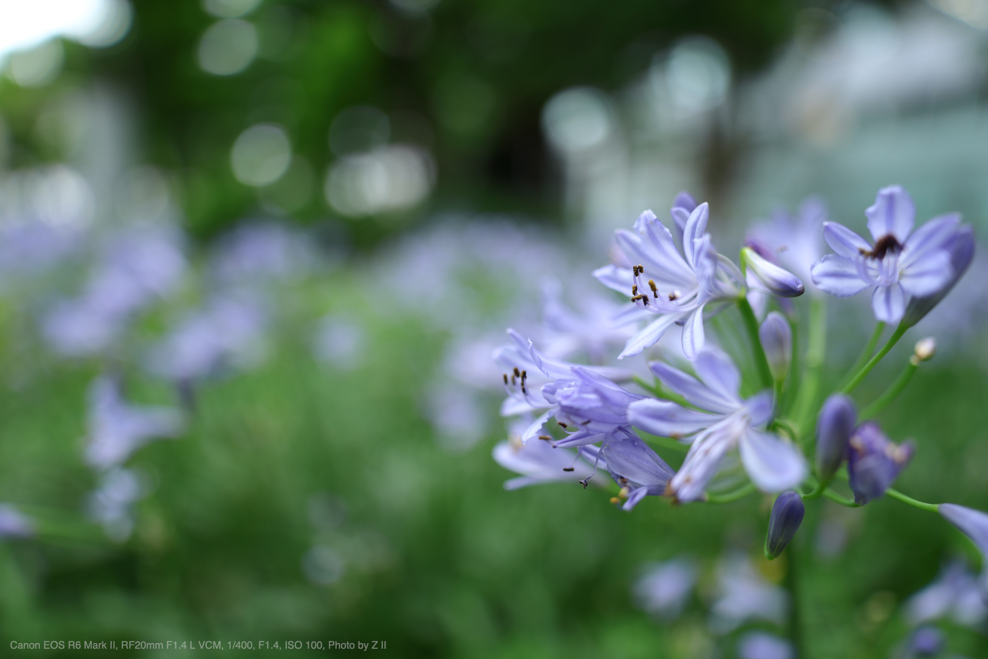 Canon EOS R6 Mark II, RF20mm F1.4 L VCM, Photo by Z II