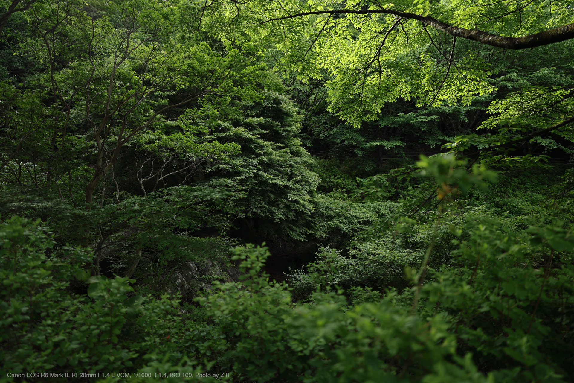 Canon EOS R6 Mark II, RF20mm F1.4 L VCM, Photo by Z II