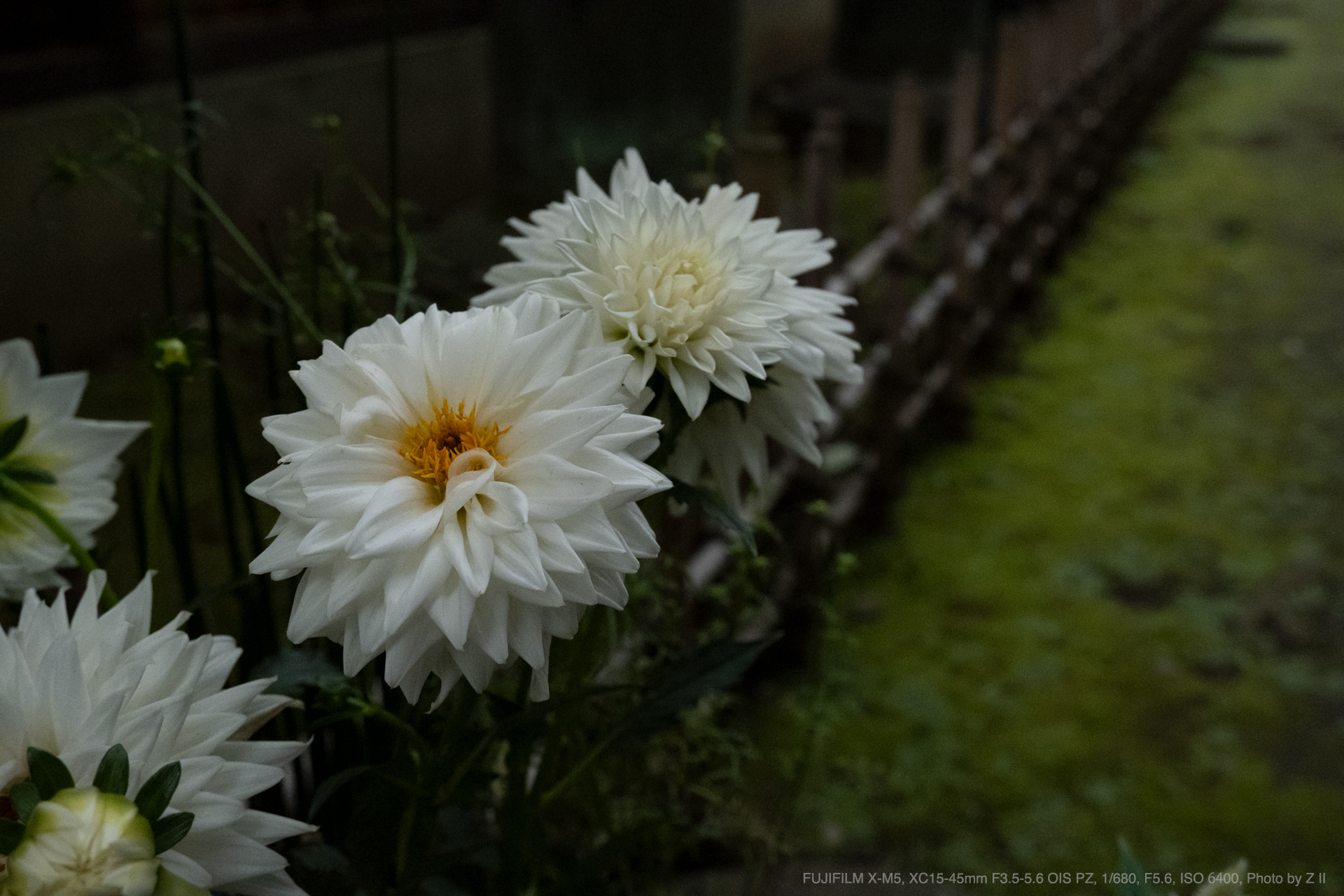 FUJIFILM X-M5, XC15-45mm F3.5-5.6 OIS PZ, Photo by Z II