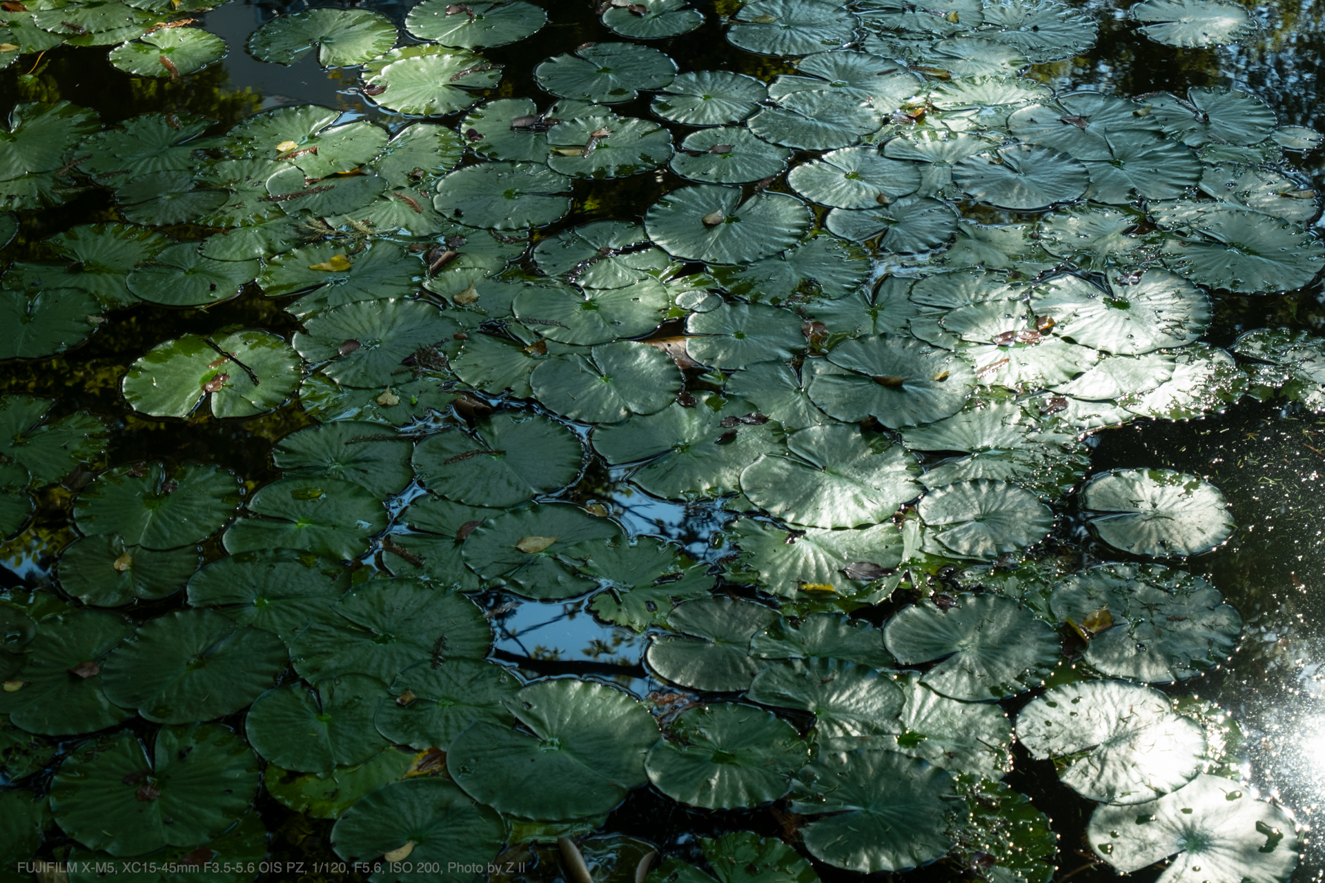 FUJIFILM X-M5, XC15-45mm F3.5-5.6 OIS PZ, Photo by Z II