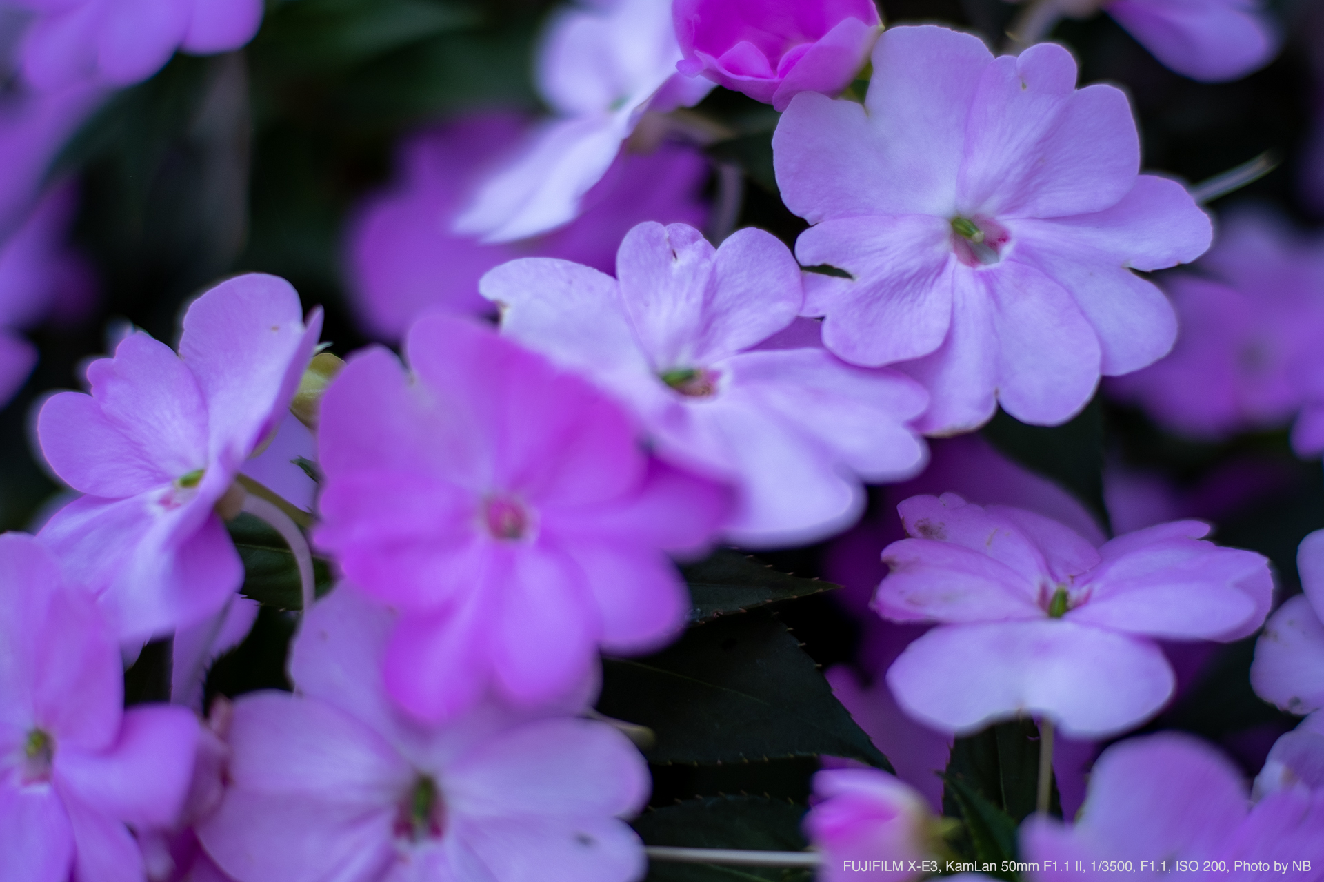 KamLan（カムラン） 50mm F1.1 II 実写レビュー | フォトヨドバシ