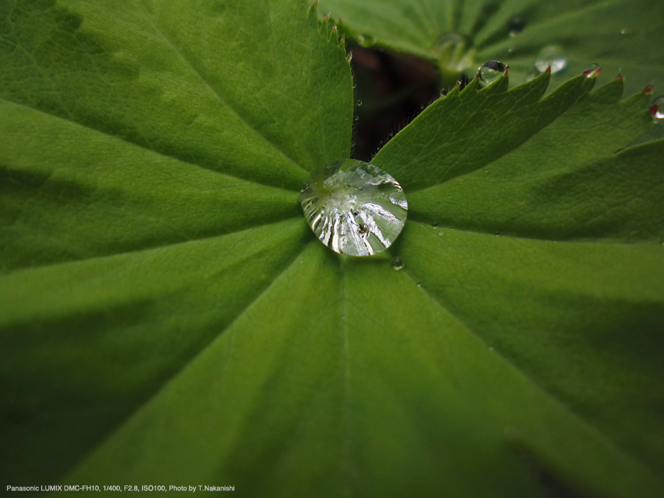 Panasonic LUMIX DMC-FH10, 1/400, F2.8, ISO100, Photo by T.Nakanishi