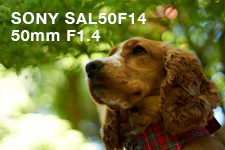 SONY SAL50F14 50mm F1.4