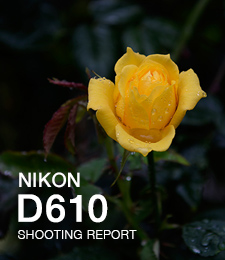 NIKON D610 SHOOTING REPORT
