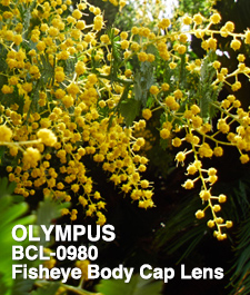 OLYMPUS BCL-0980 Fisheye Body Cap Lens SHOOTING REPORT